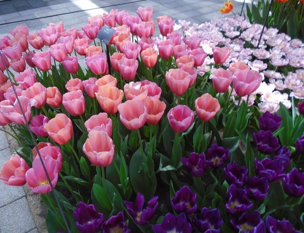 tulips_1_cropped.jpg