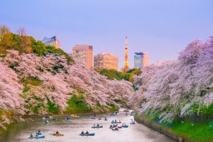 April - Chidorigafuchi park with full bloom sakura in Tokyo, Japan